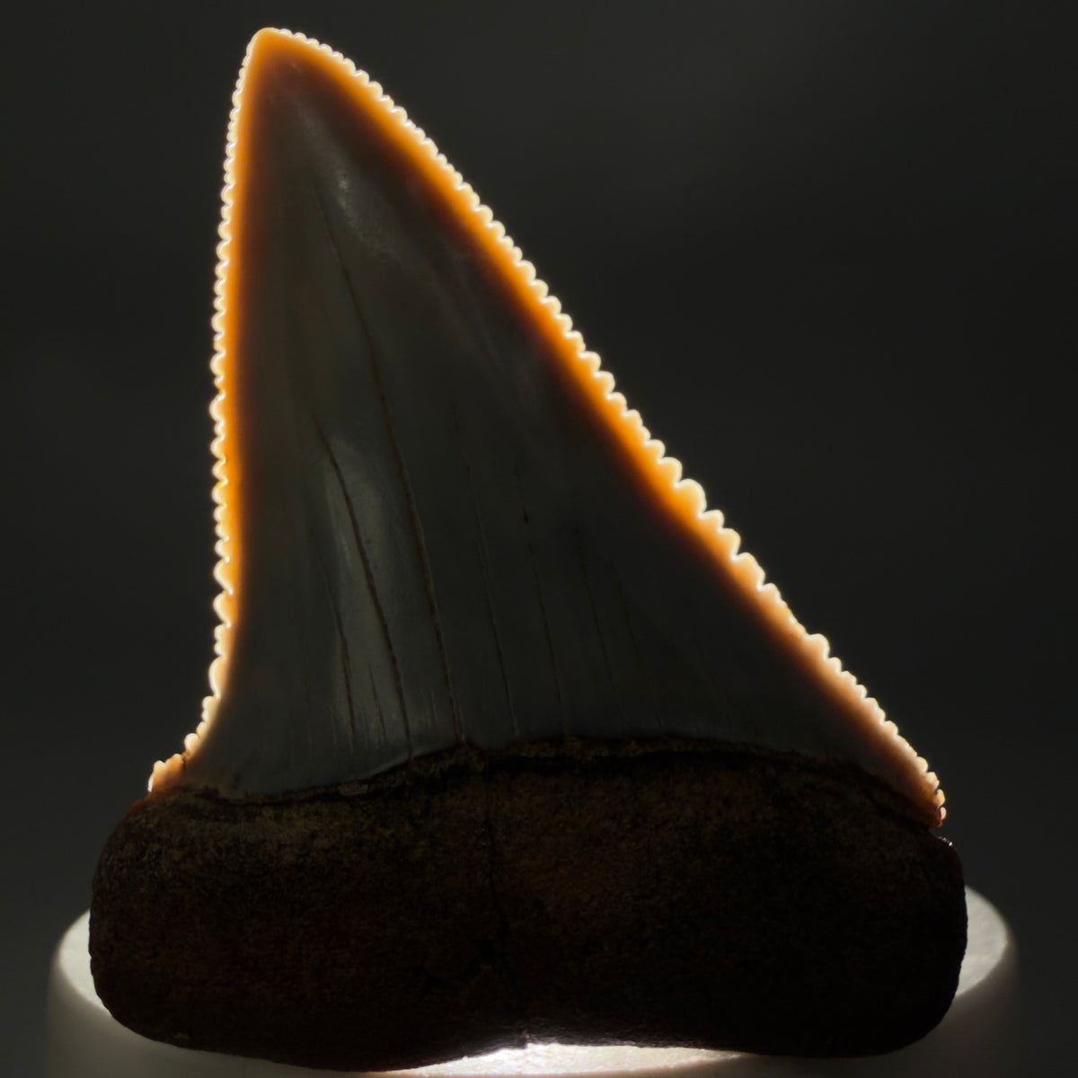 Front View Large, Collector's Quality 2.46" long Fossil Great White Tooth from the deserts of Peru megalodonteeth.com CM1397 - 2