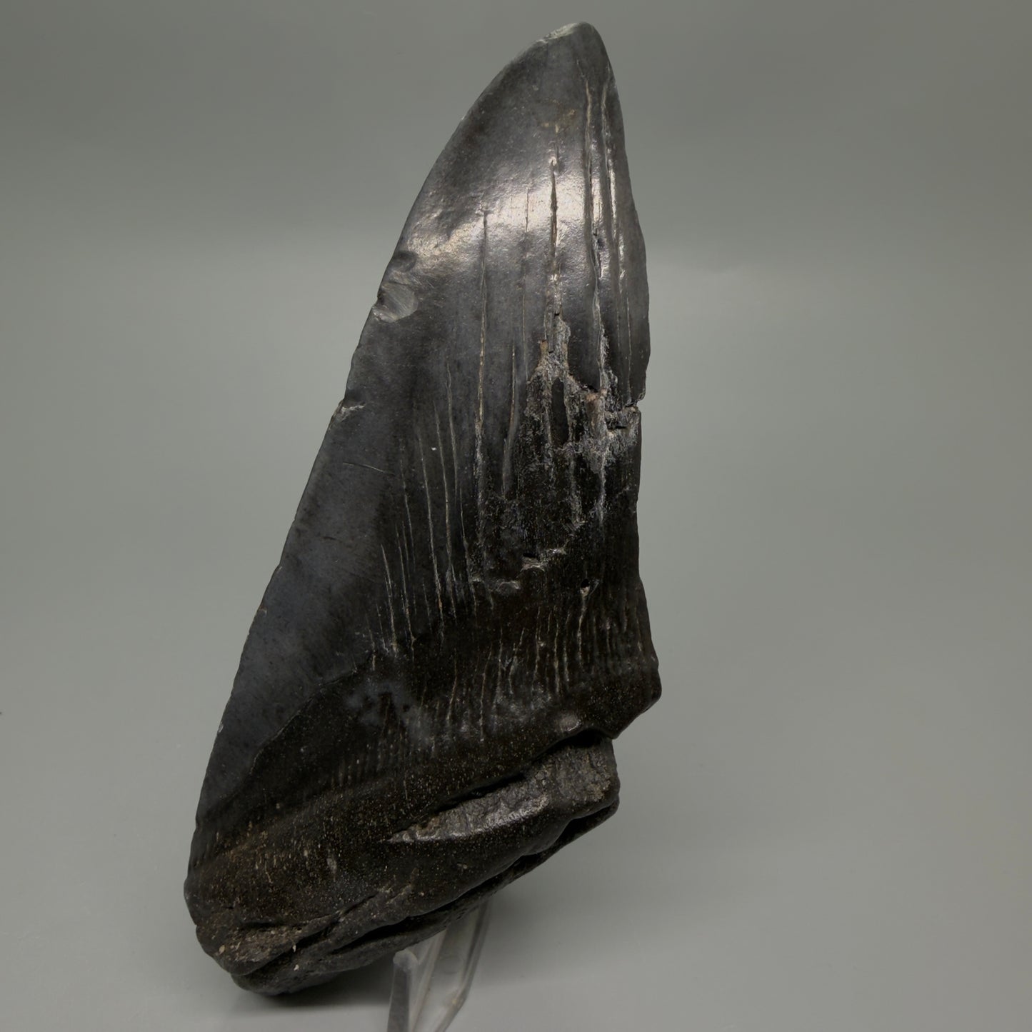 Front View Large, affordable 6.00" Fossil Monster Megalodon Tooth - South Carolina, USA CM6264
