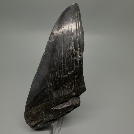 Front View Large, affordable 6.00" Fossil Monster Megalodon Tooth - South Carolina, USA CM6264
