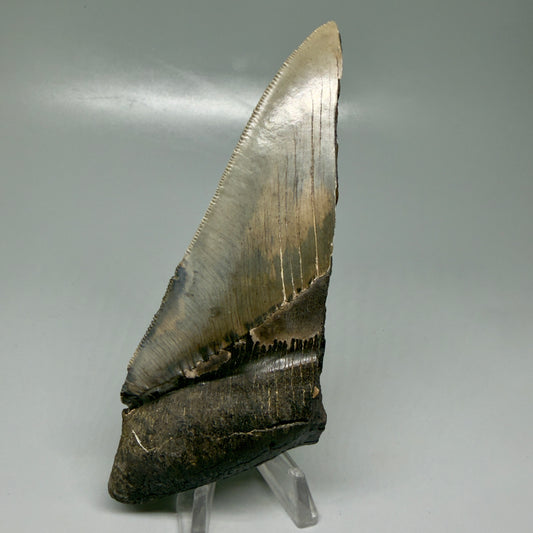 Front View Large, affordable, sharply serrated 5.30" Fossil Monster Megalodon Tooth - Georgia CM6097 