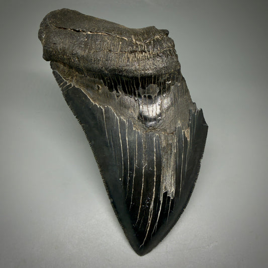 Front View Large, affordable, sharply serrated, jet black 5.53" Fossil Monster Megalodon Tooth - Georgia CM6098