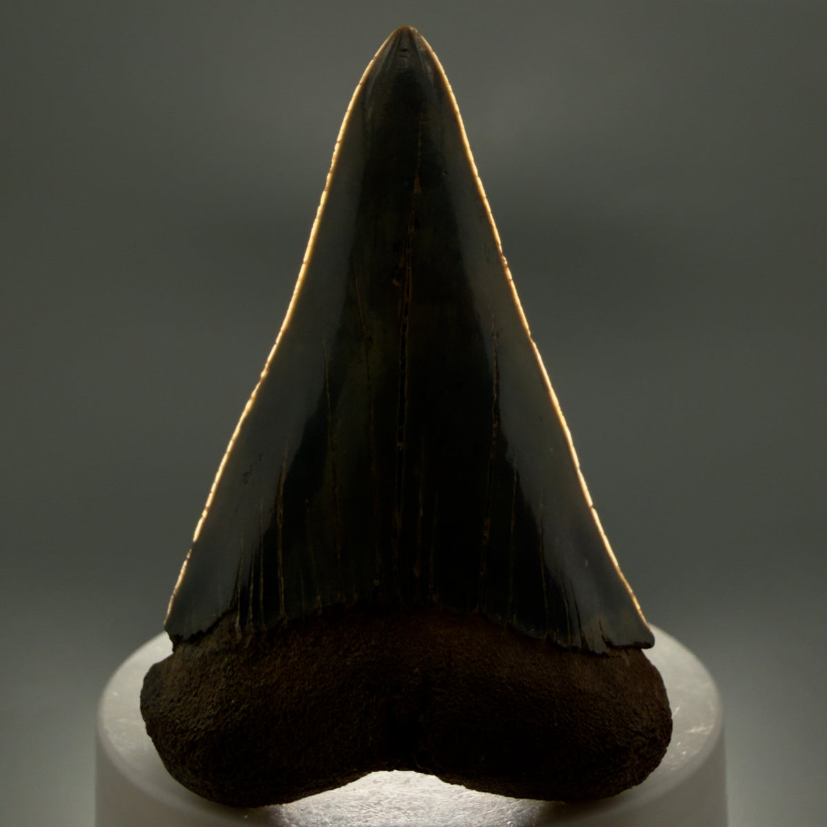 Front View Large, colorful 2.65" Fossil Extinct Mako - Isurus hastalis Tooth from Georgia M268 - 1