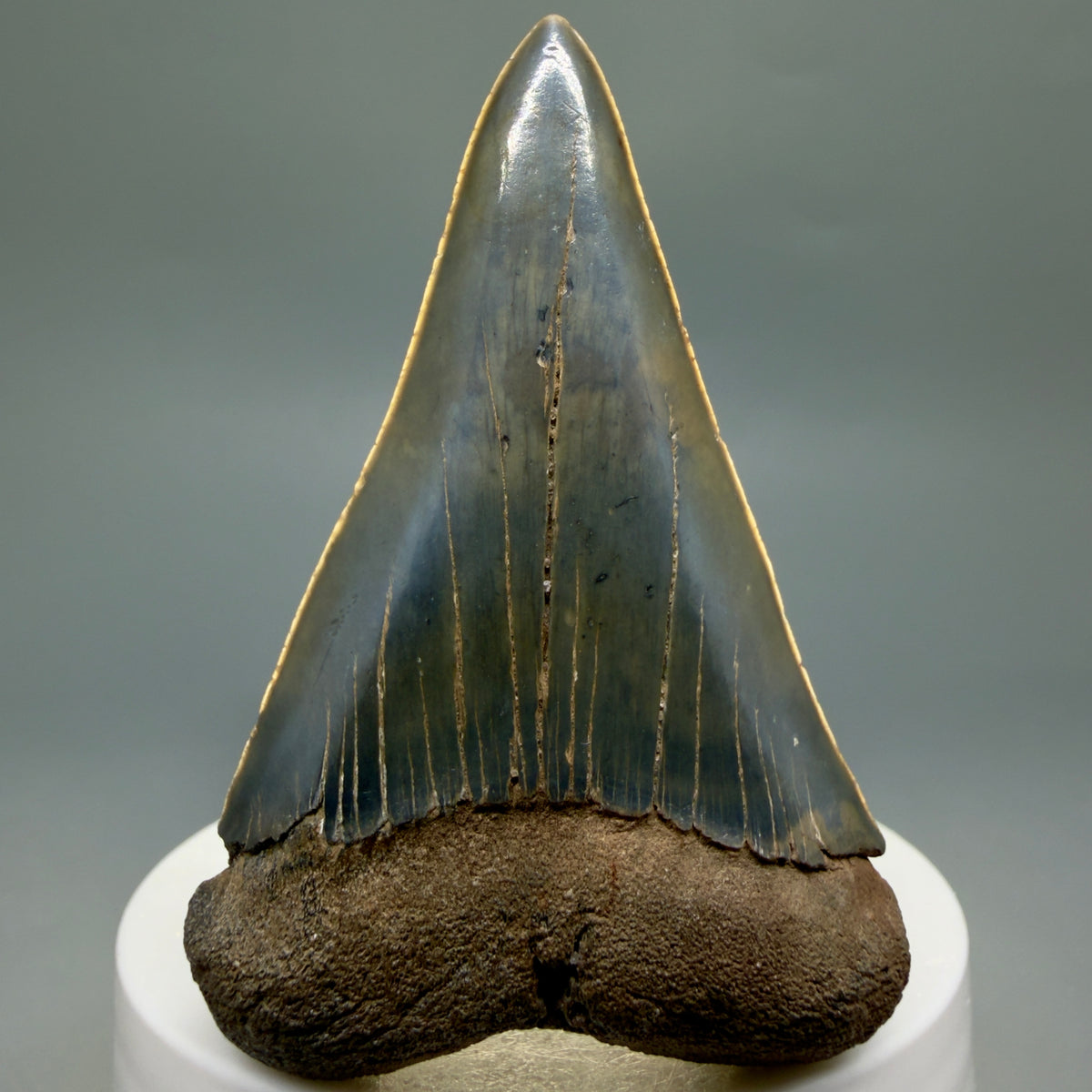 Front View Large, colorful 2.65" Fossil Extinct Mako - Isurus hastalis Tooth from Georgia M268 - 2