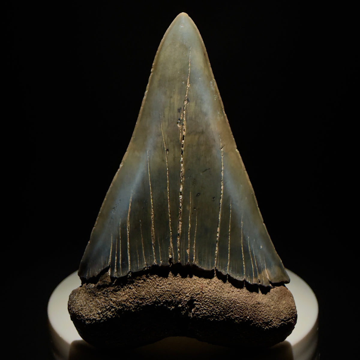 Front  View Large, colorful 2.65" Fossil Extinct Mako - Isurus hastalis Tooth from Georgia M268 - 4
