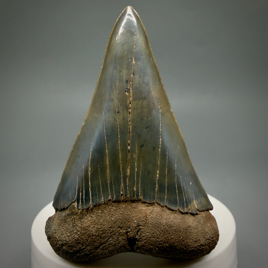 Front View Large, colorful 2.65" Fossil Extinct Mako - Isurus hastalis Tooth from Georgia M268
