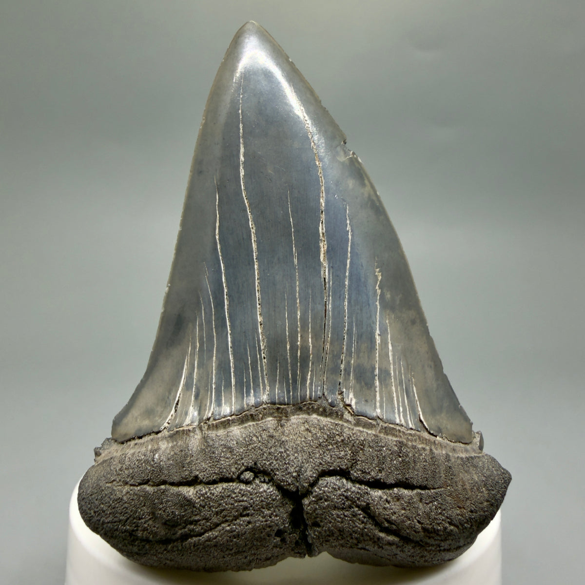 Front View Large, colorful 2.95" Fossil Extinct Mako - Isurus hastalis Tooth from Georgia M629 - 1
