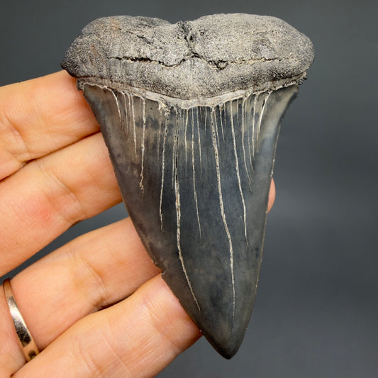 Front View Large, colorful 2.95" Fossil Extinct Mako - Isurus hastalis Tooth from Georgia M629