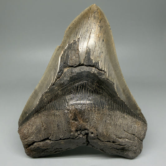 Front View Large, dark colored 6.13" Fossil Monster Megalodon Tooth - South Carolina, USA CM5966