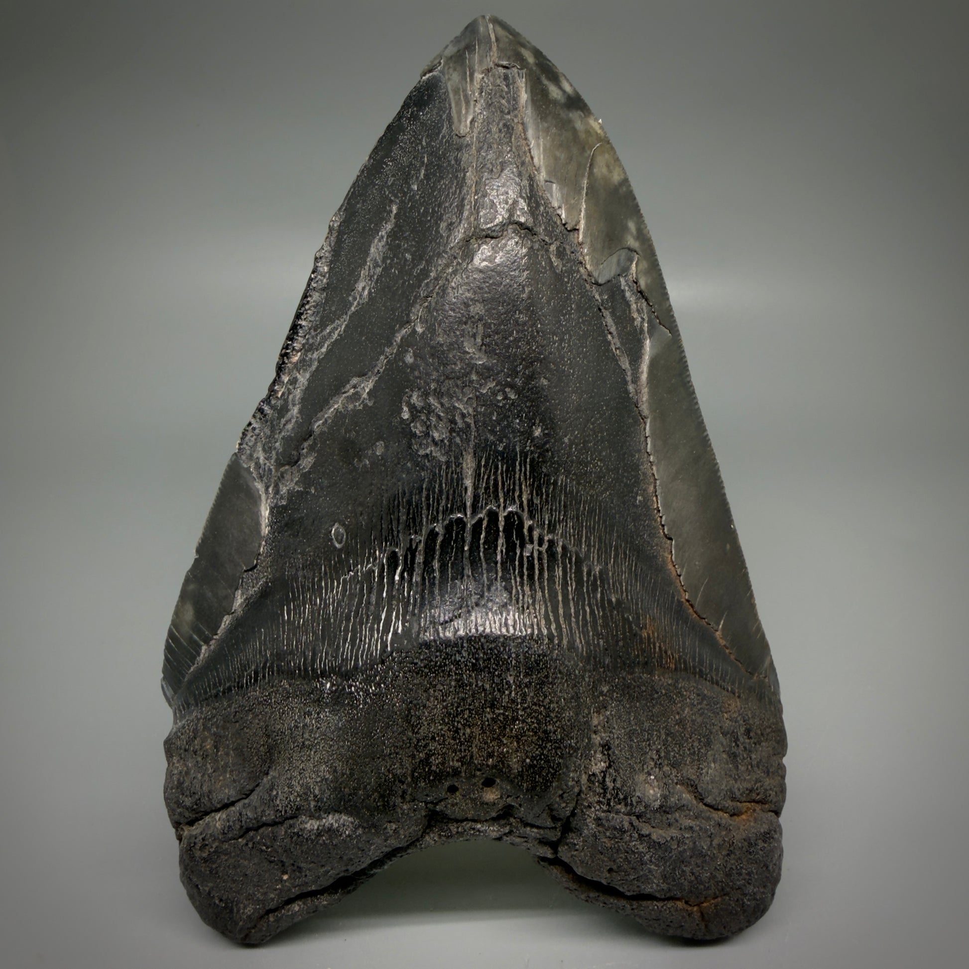 Front View Large, dark colored 6.14" Fossil Monster Megalodon Tooth - South Carolina, USA CM6172