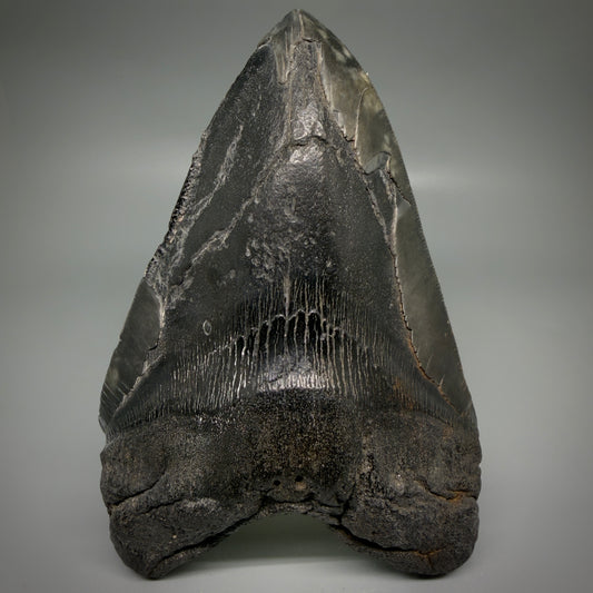 Front View Large, dark colored 6.14" Fossil Monster Megalodon Tooth - South Carolina, USA CM6172