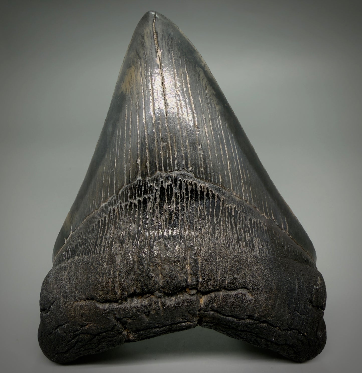 Front View Large, dark colored Lower 5.41" Fossil Monster Megalodon Tooth - South Carolina, USA CM6275