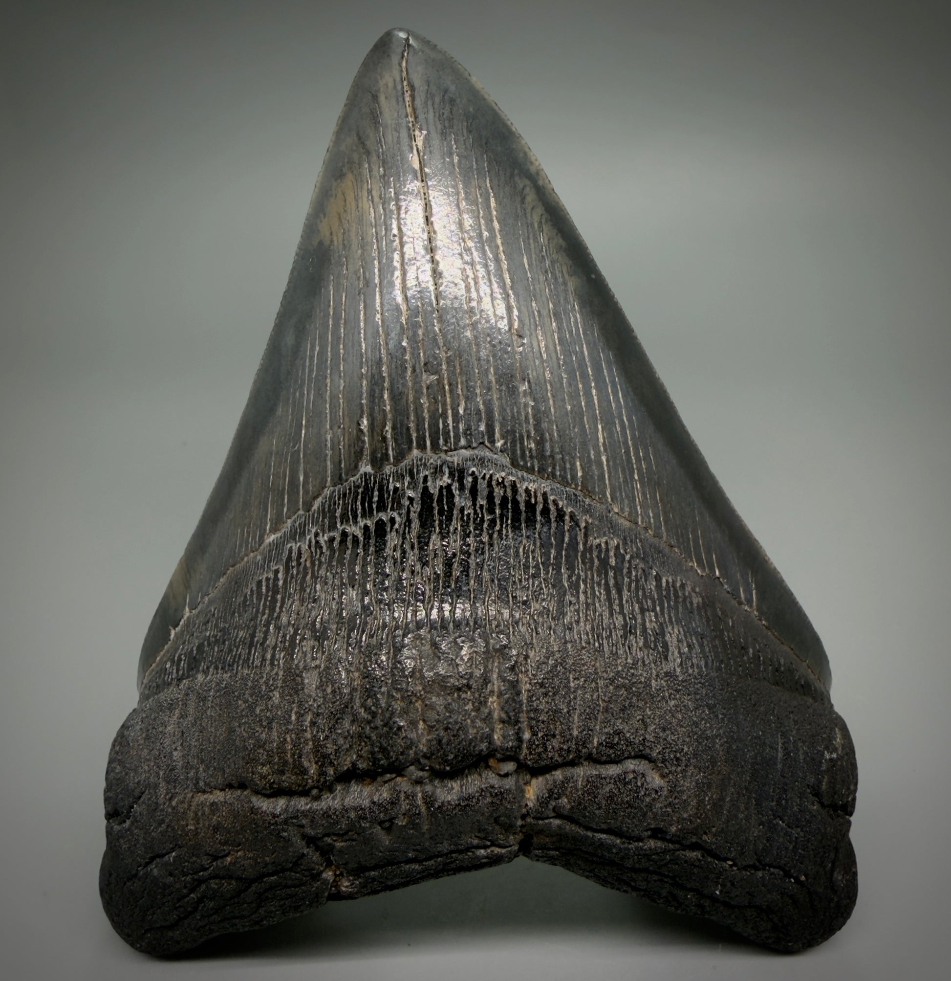Front View Large, dark colored Lower 5.41" Fossil Monster Megalodon Tooth - South Carolina, USA CM6275