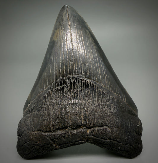 Front View Large, dark colored Lower 5.41" Fossil Monster Megalodon Tooth - South Carolina, USA CM6275