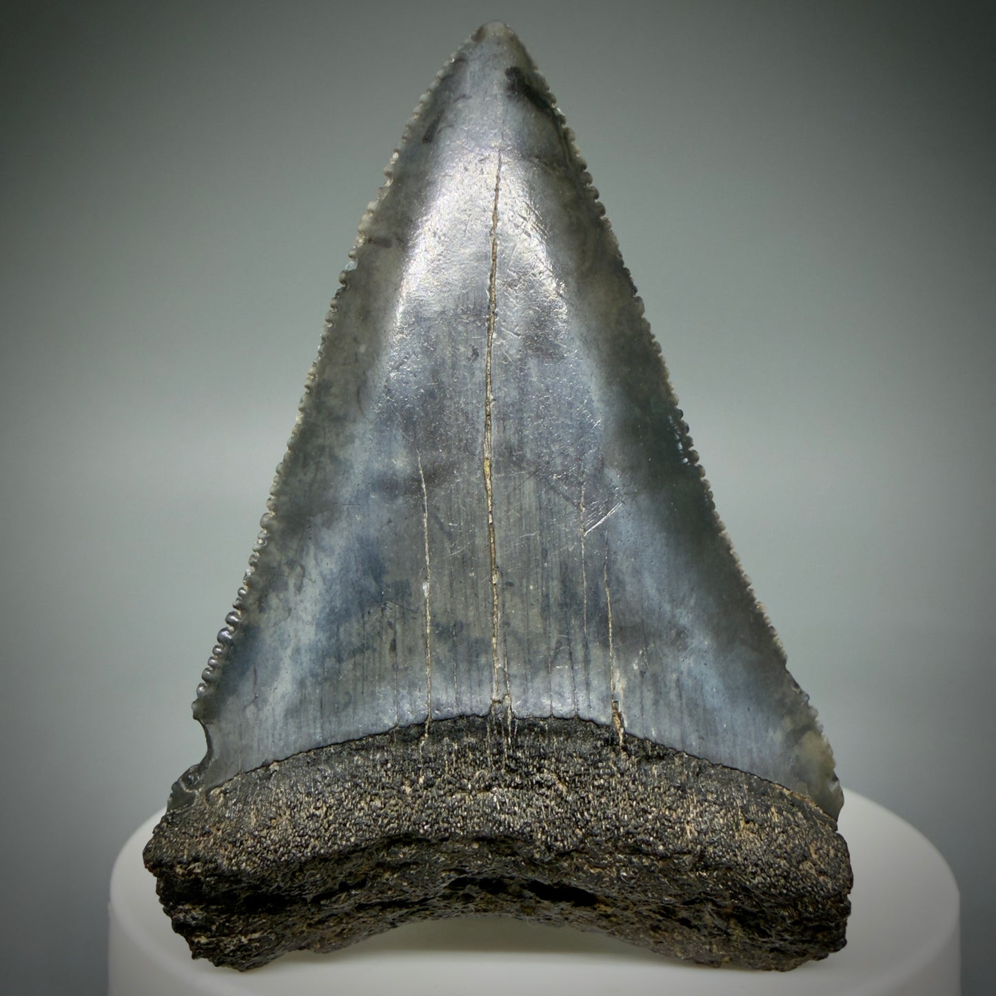 Front View Large, serrated 2.47" Fossil Great White Shark Tooth - South Carolina GW1315