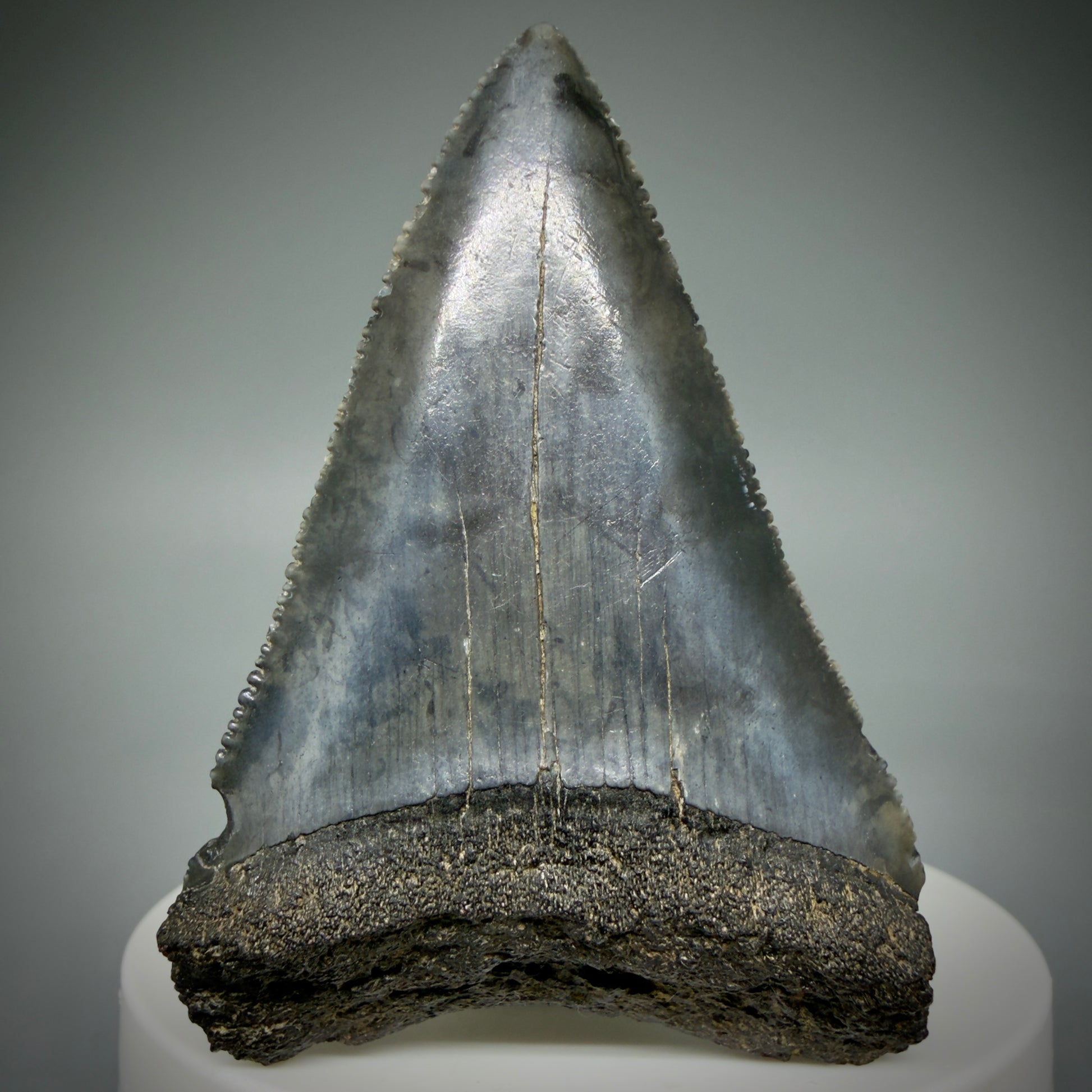 Front View Large, serrated 2.47" Fossil Great White Shark Tooth - South Carolina GW1315