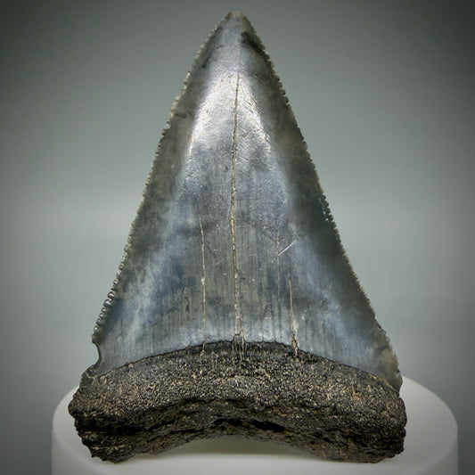 Front View Large, serrated 2.47" Fossil Great White Shark Tooth - South Carolina GW1315