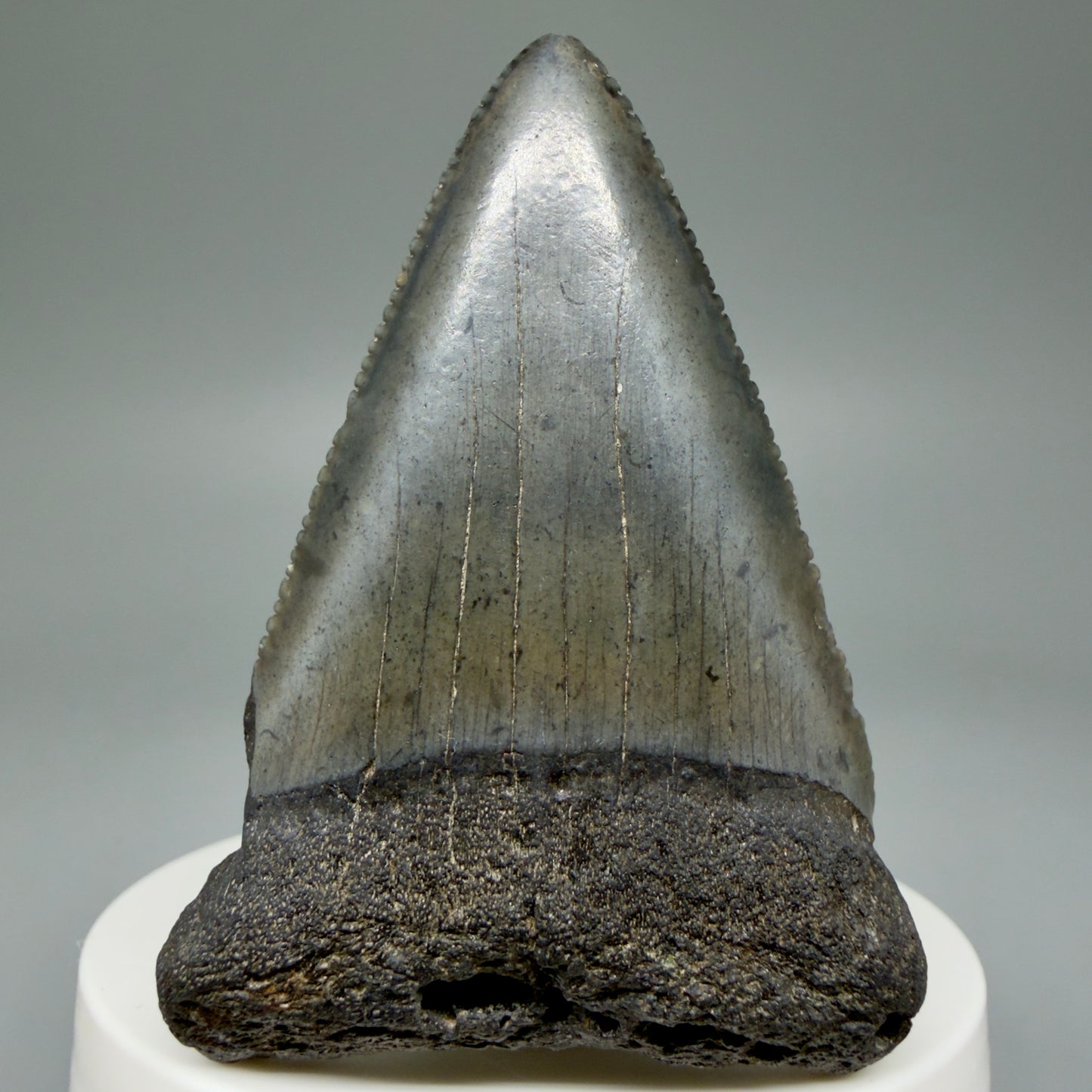 Front View Large, serrated 2.53" Fossil Great White Shark Tooth - South Carolina GW1303