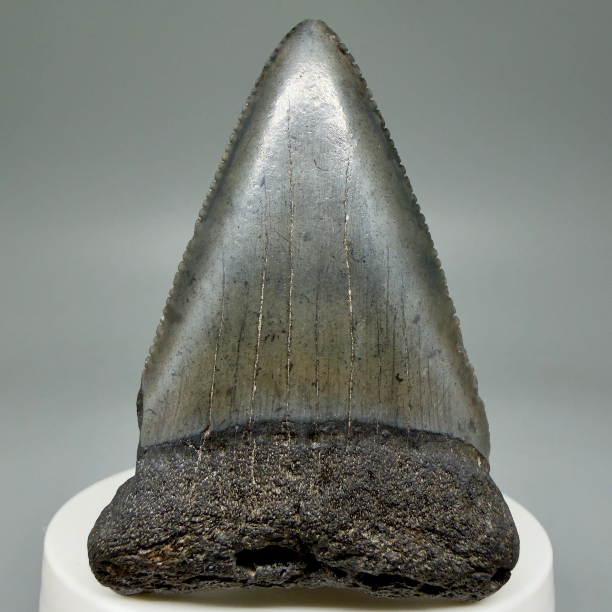 Front View Large, serrated 2.53" Fossil Great White Shark Tooth - South Carolina GW1303