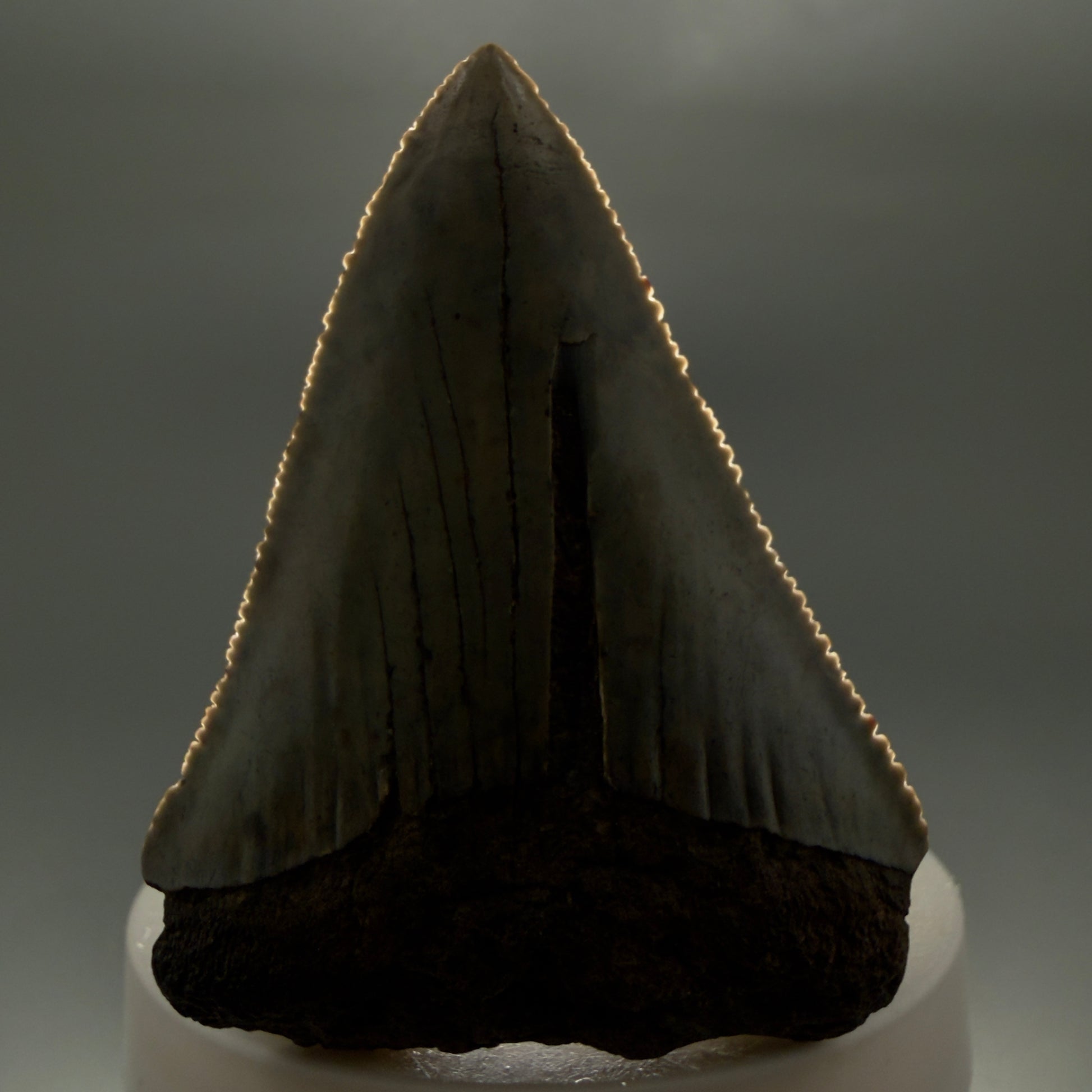 Front View Large, serrated 2.60" Fossil Great White Shark Tooth - South Carolina GW1366 - 1
