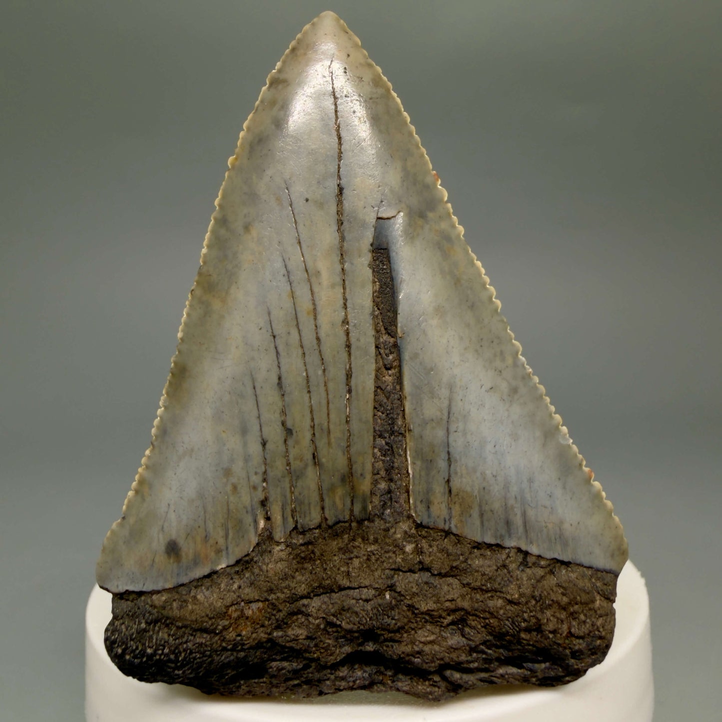 Front View Large, serrated 2.60" Fossil Great White Shark Tooth - South Carolina GW1366 - 2