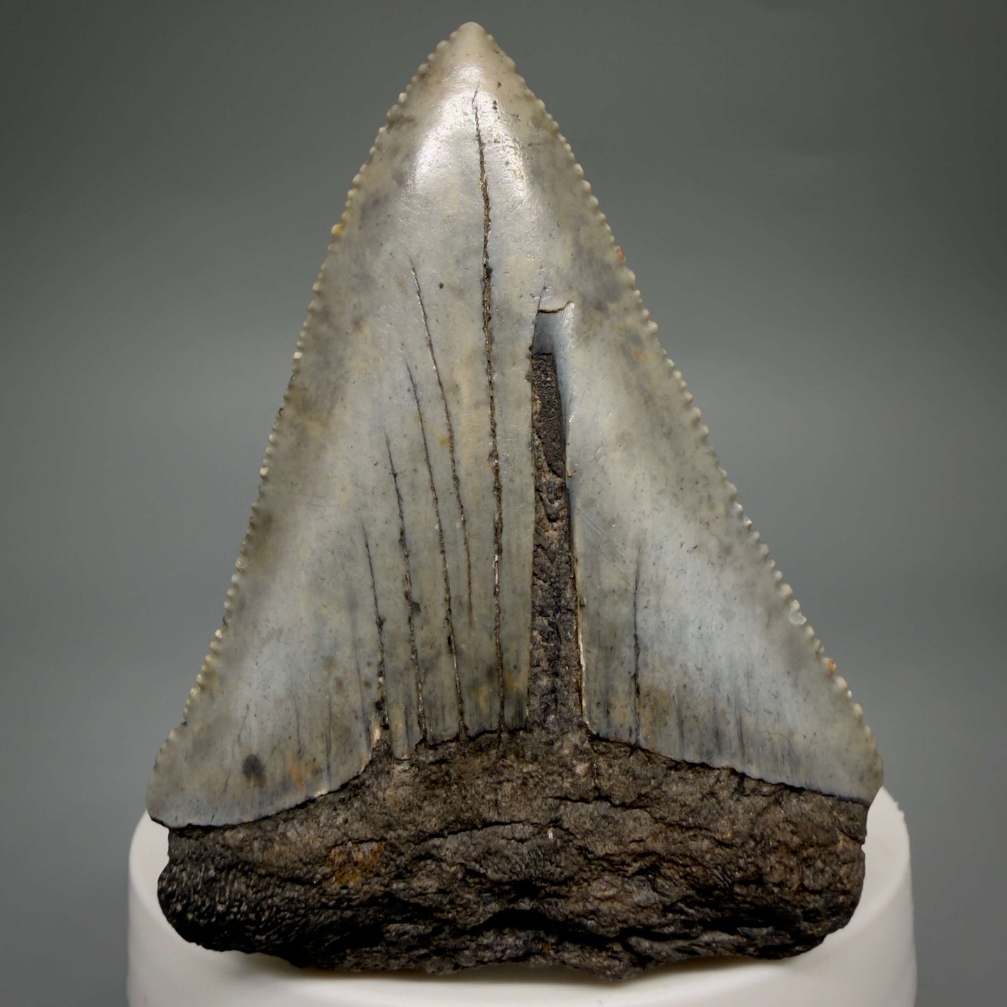 Front View Large, serrated 2.60" Fossil Great White Shark Tooth - South Carolina GW1366