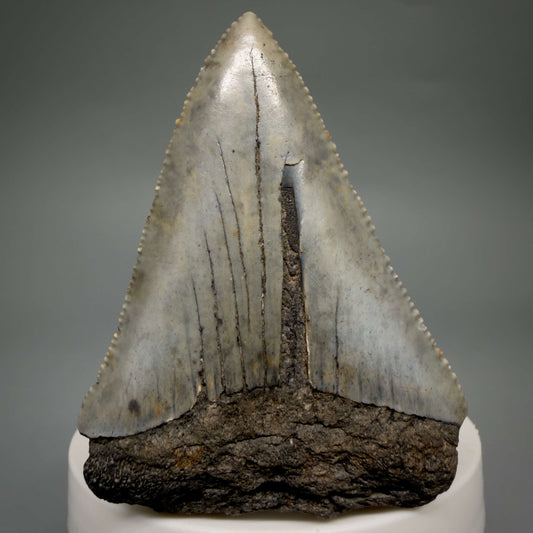 Front View Large, serrated 2.60" Fossil Great White Shark Tooth - South Carolina GW1366