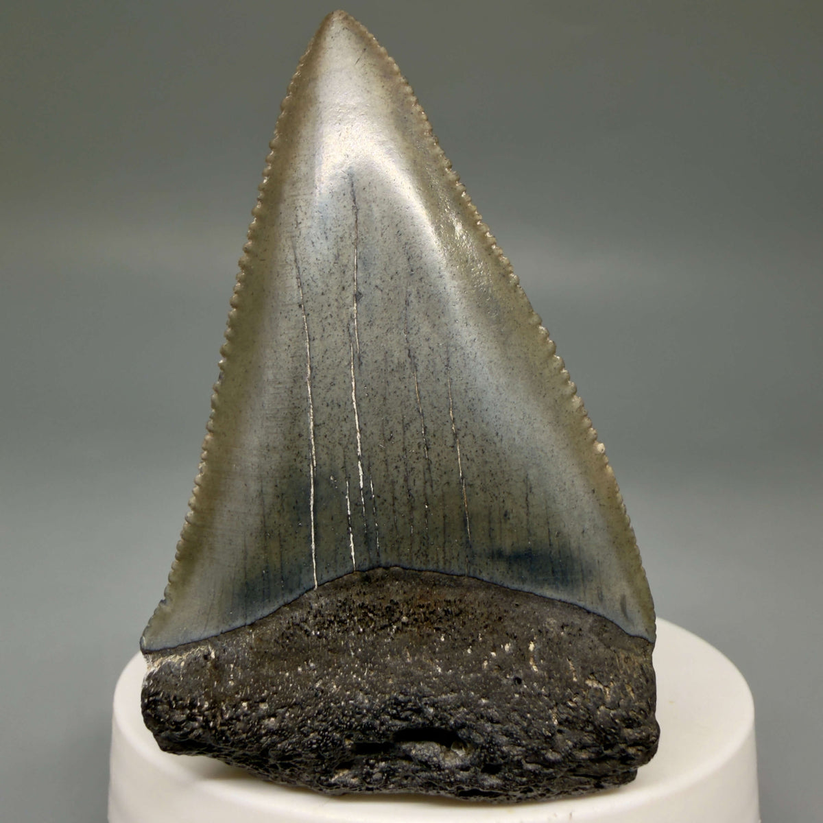 Front View Large, sharply serrated 2.68" Fossil Great White Shark Tooth - South Carolina megalodonteeth.com GW1404