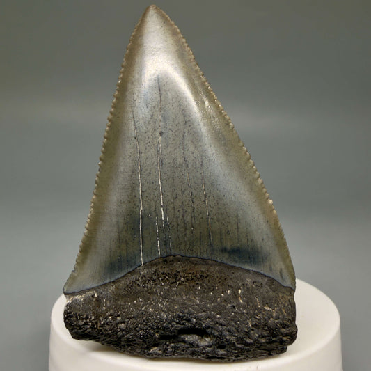 Front View Large, sharply serrated 2.68" Fossil Great White Shark Tooth - South Carolina megalodonteeth.com GW1404