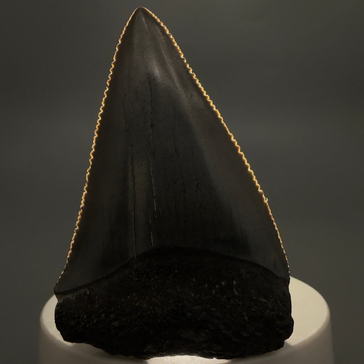 Front View Large, sharply serrated 2.68" Fossil Great White Shark Tooth - South Carolina megalodonteeth.com GW1404 - 1