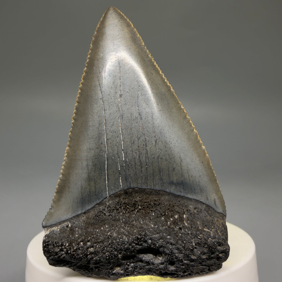 Front View Large, sharply serrated 2.68" Fossil Great White Shark Tooth - South Carolina megalodonteeth.com GW1404 - 2