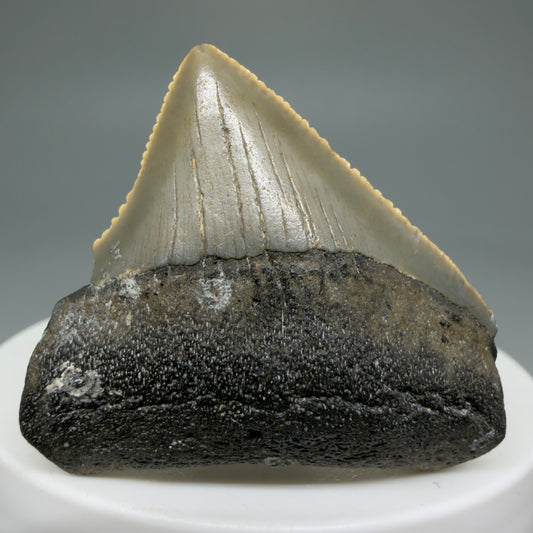 Front View Lateral 1.66" Fossil Megalodon Tooth - Authentic Carcharocles megalodon Fossil from North Carolina CM5934