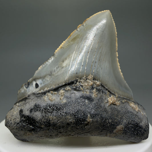 Front View Lateral 2.15" Fossil Megalodon Tooth - Authentic Carcharocles megalodon Fossil from North Carolina CM5935