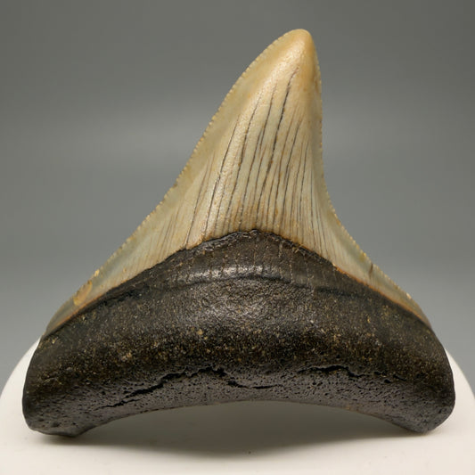 Front View Lateral 2.37" Fossil Megalodon Tooth - Authentic Carcharocles megalodon Fossil from North Carolina CM5596 
