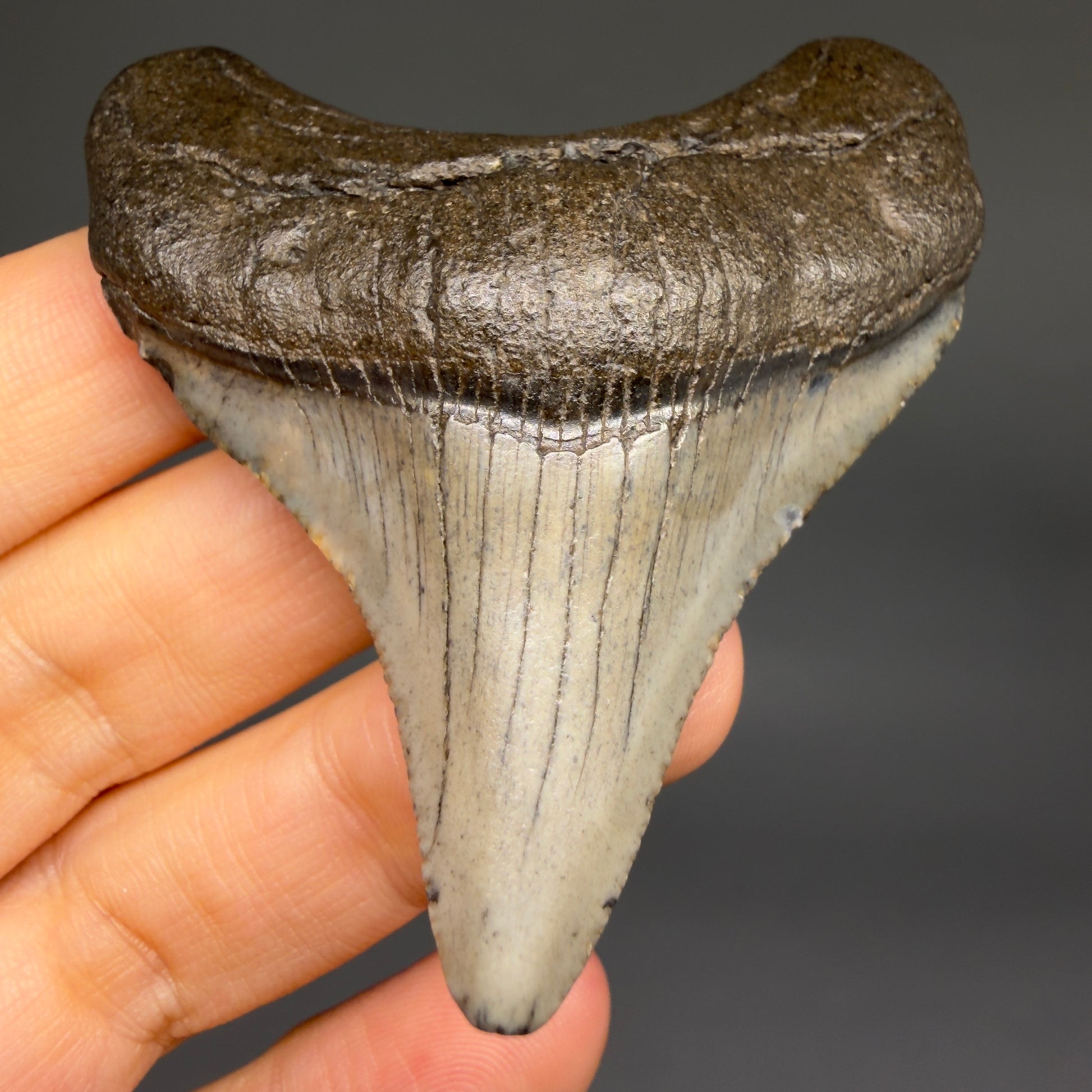 Front View Lateral 2.65" Colorful Fossil Megalodon Tooth – South Carolina River Find | Authentic Megalodon Tooth megalodonteeth.com CM6553