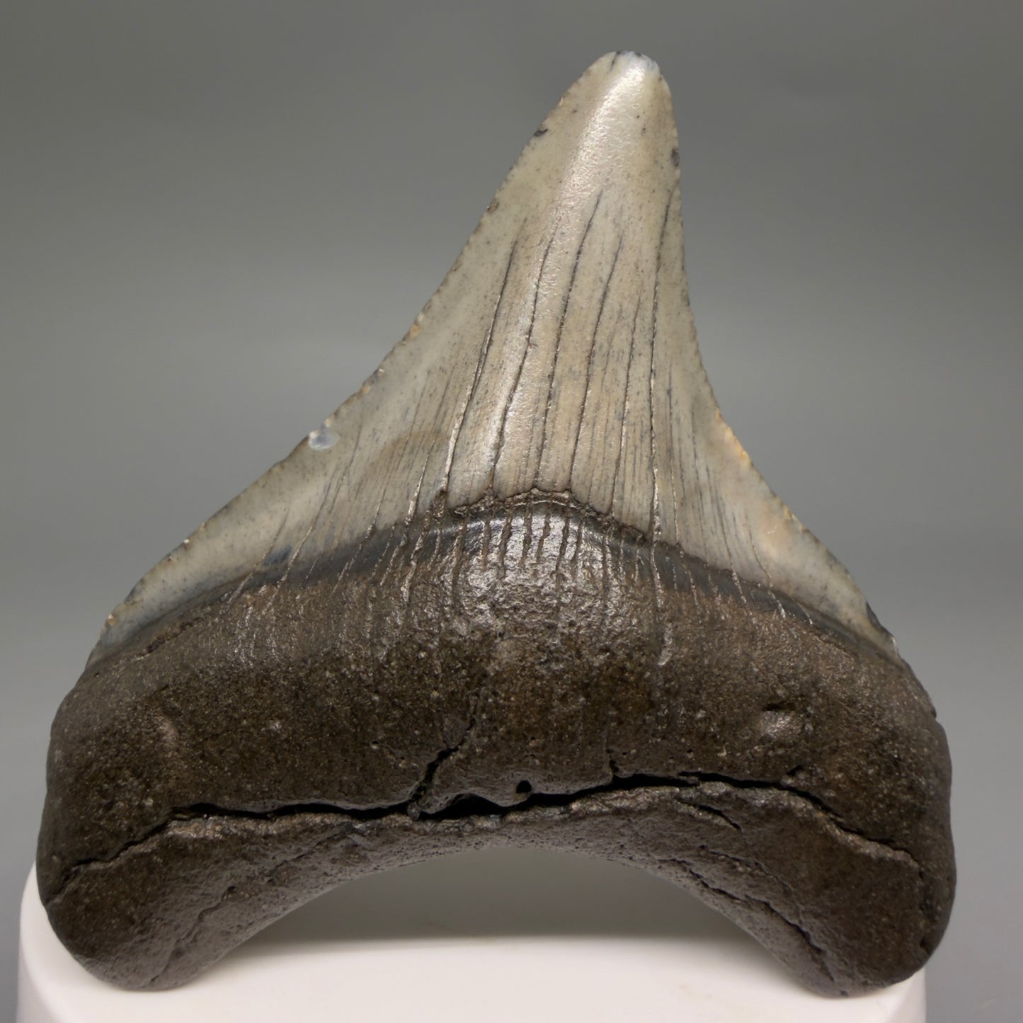 Front View Lateral 2.65" Colorful Fossil Megalodon Tooth – South Carolina River Find | Authentic Megalodon Tooth megalodonteeth.com CM6553 - 1