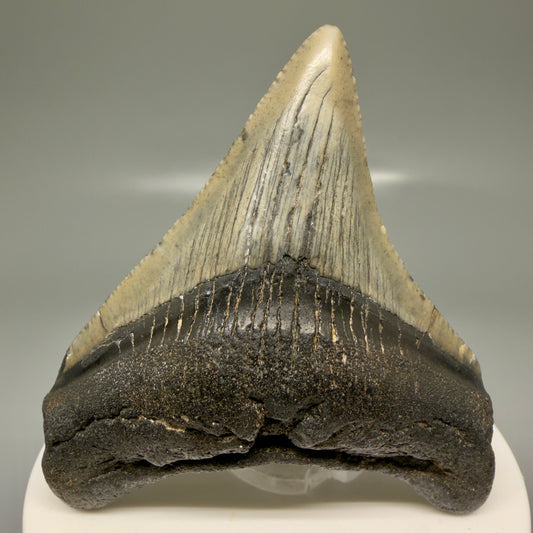 Front View Lateral 2.71" Colorful Fossil Megalodon Tooth – South Carolina River Find | Authentic Megalodon Tooth CM5869
