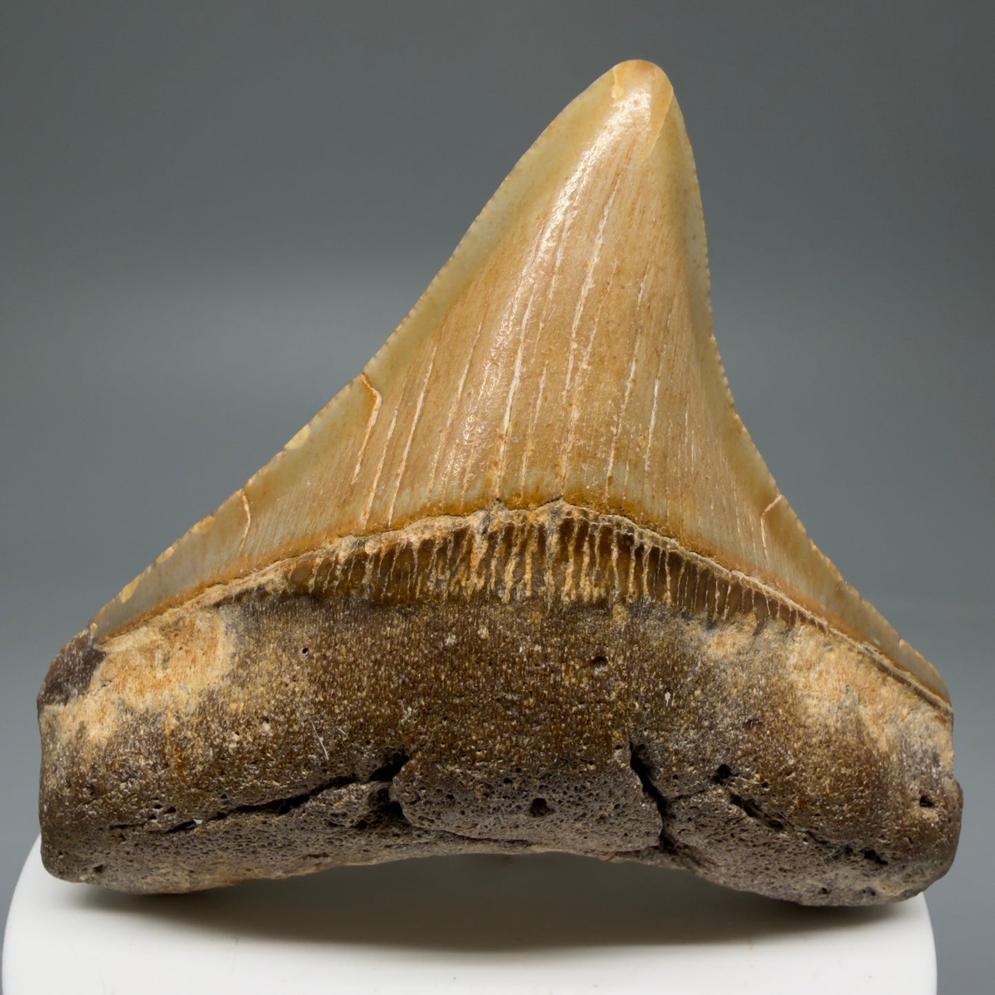 Front View Lateral 2.76" Fossil Megalodon Tooth - Authentic Carcharocles megalodon Fossil from North Carolina CM5764
