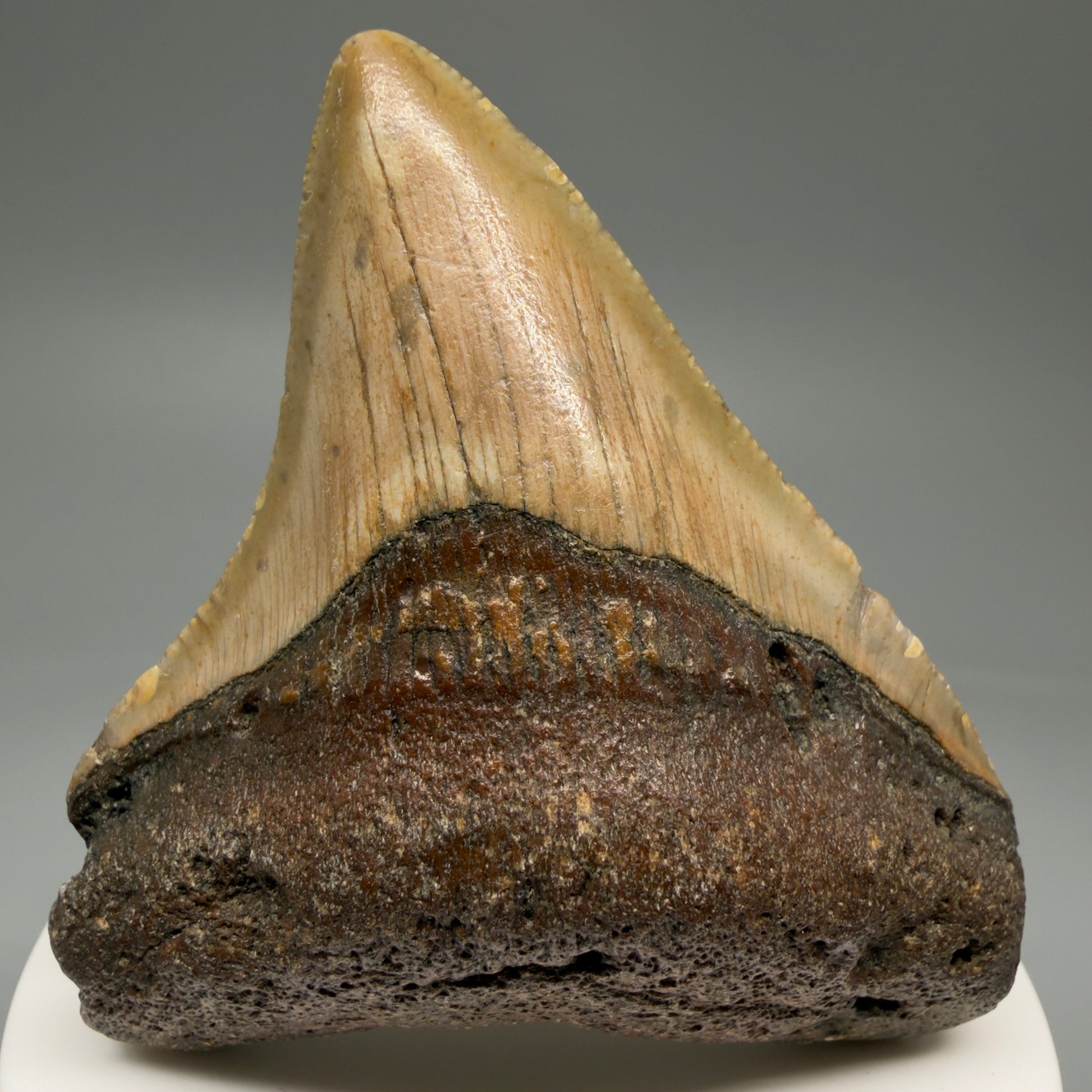 Front View Lateral 2.81" Fossil Megalodon Tooth - Authentic Carcharocles megalodon Fossil from North Carolina CM5762 