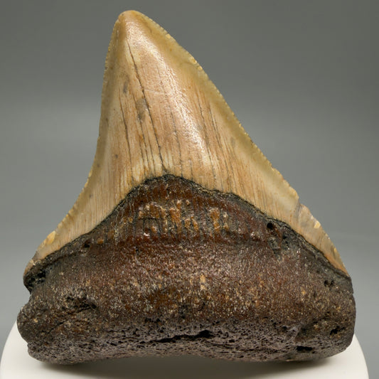 Front View Lateral 2.81" Fossil Megalodon Tooth - Authentic Carcharocles megalodon Fossil from North Carolina CM5762 