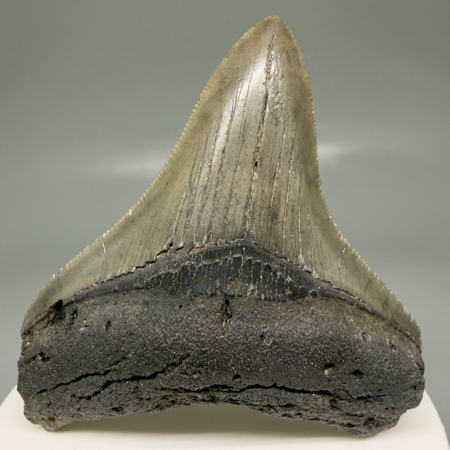 Front View Lateral 2.82" Colorful Fossil Megalodon Tooth – South Carolina River Find | Authentic Megalodon Tooth CM5870