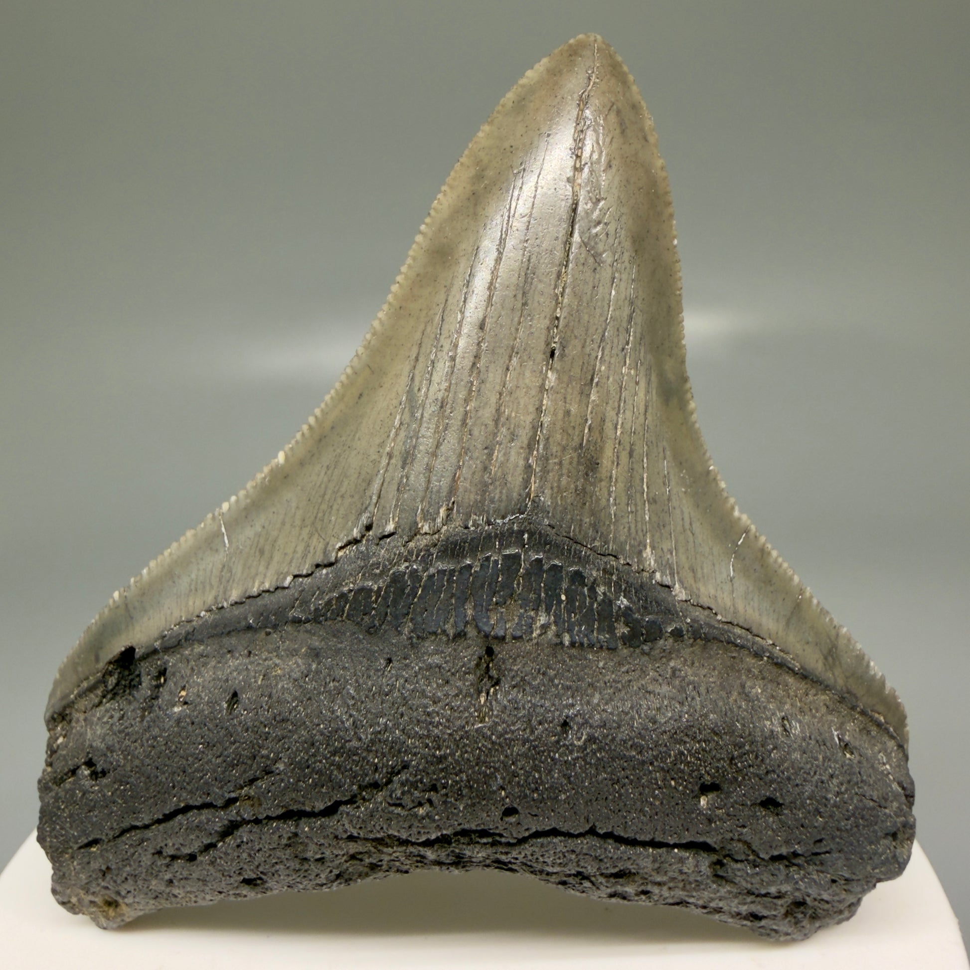 Front View Lateral 2.82" Colorful Fossil Megalodon Tooth – South Carolina River Find | Authentic Megalodon Tooth CM5870