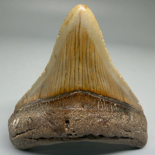 Front View Lateral 2.83" Fossil Megalodon Tooth - Authentic Carcharocles megalodon Fossil from North Carolina CM5702 