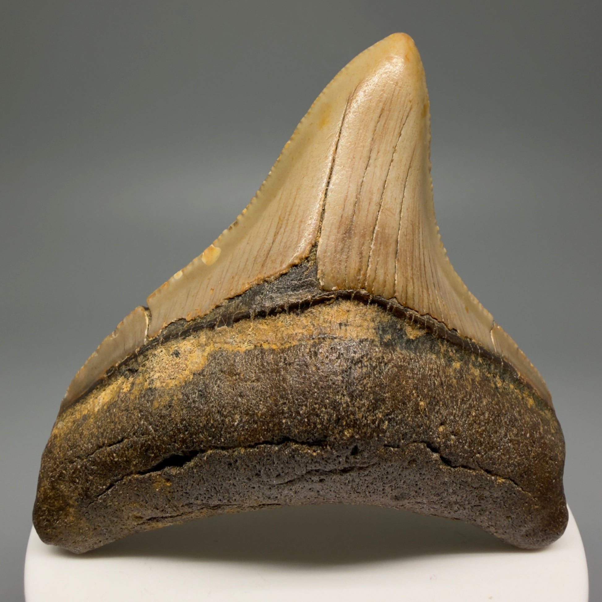 Front View Lateral 2.90" Fossil Megalodon Tooth - Authentic Carcharocles megalodon Fossil from North Carolina CM5607