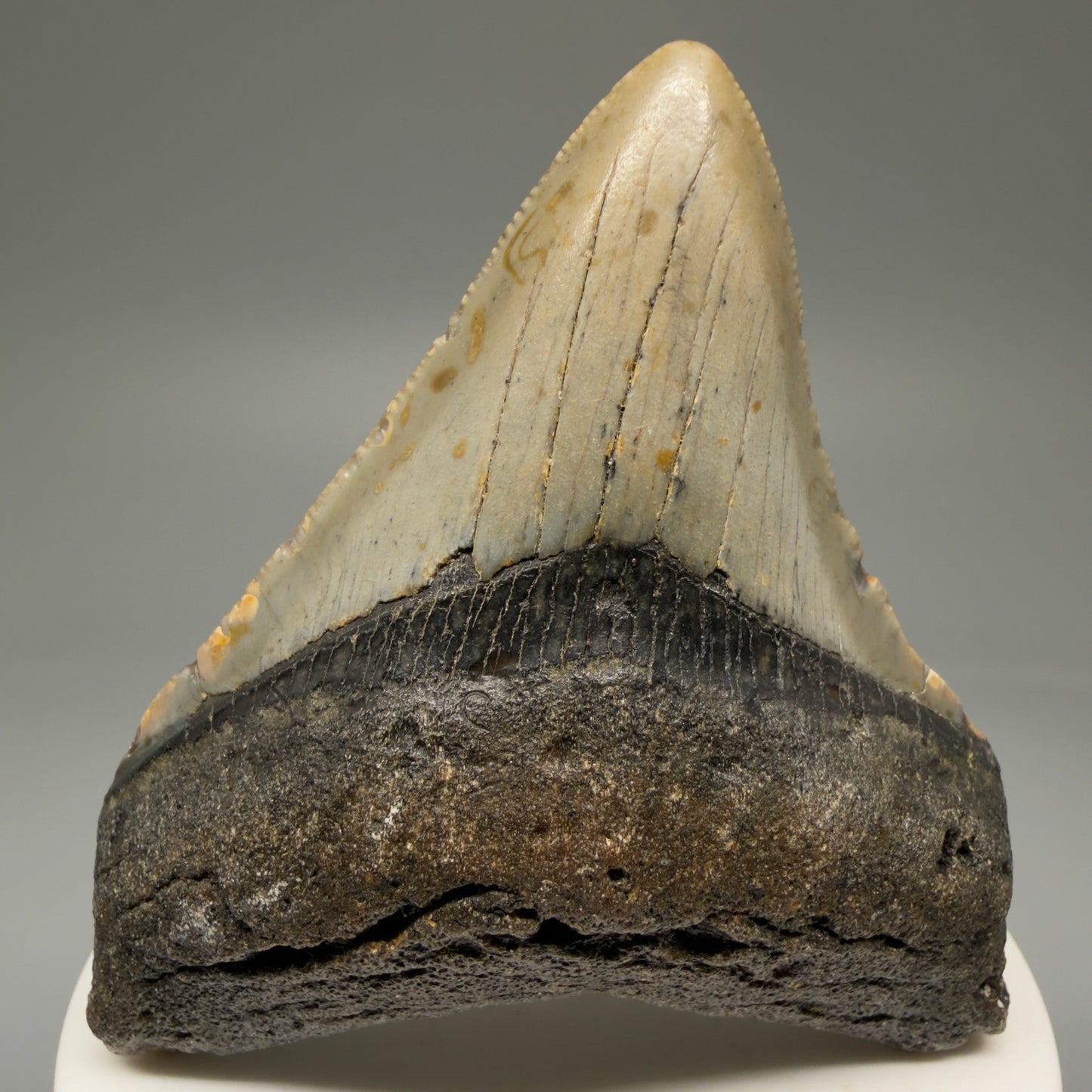 Front View Lateral 2.91" Fossil Megalodon Tooth - Authentic Carcharocles megalodon Fossil from North Carolina CM5765