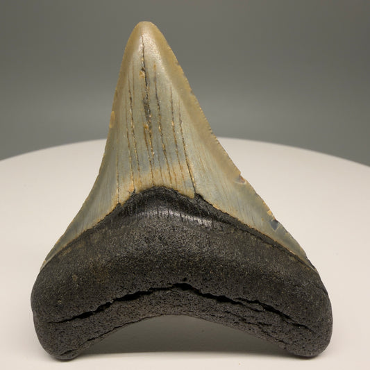 Front View Lateral 3.02" Fossil Megalodon Tooth from North Carolina - megalodonteeth.com CM5812