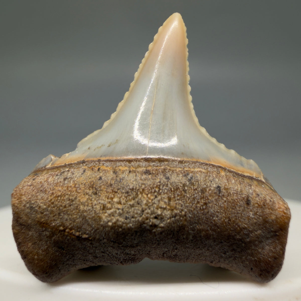 Front View Lateral, sharply serrated 1.10" long Fossil Great White Tooth from the deserts of Peru megalodonteeth.com GW1395