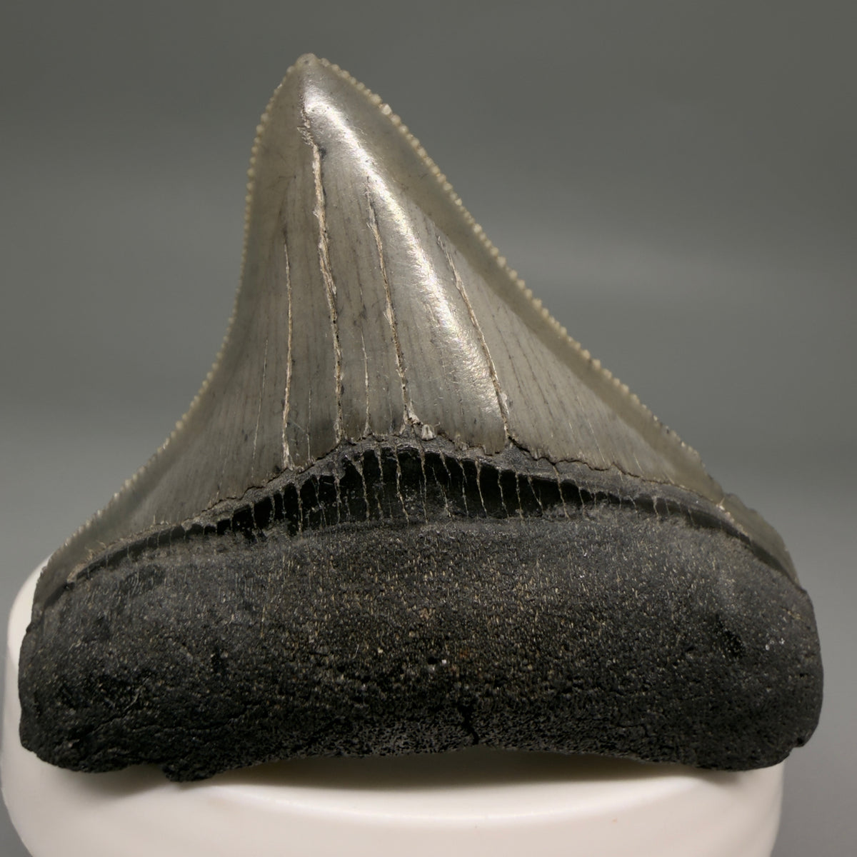Front View Lateral, sharply serrated 2.22" Fossil Megalodon Tooth – South Carolina River Find | Authentic megalodonteeth.com CM6688