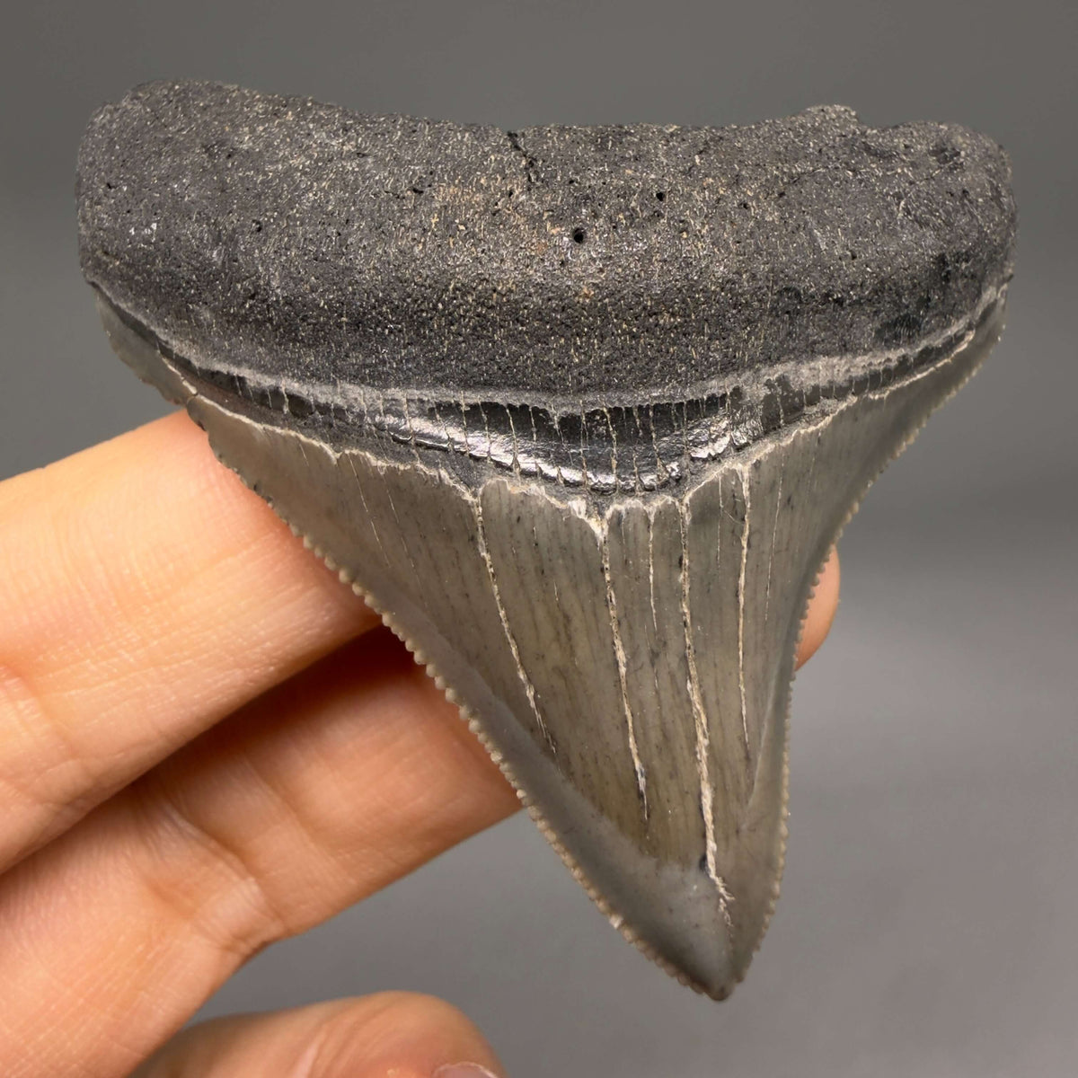 Front View Lateral, sharply serrated 2.22" Fossil Megalodon Tooth – South Carolina River Find | Authentic megalodonteeth.com CM6688 - 1