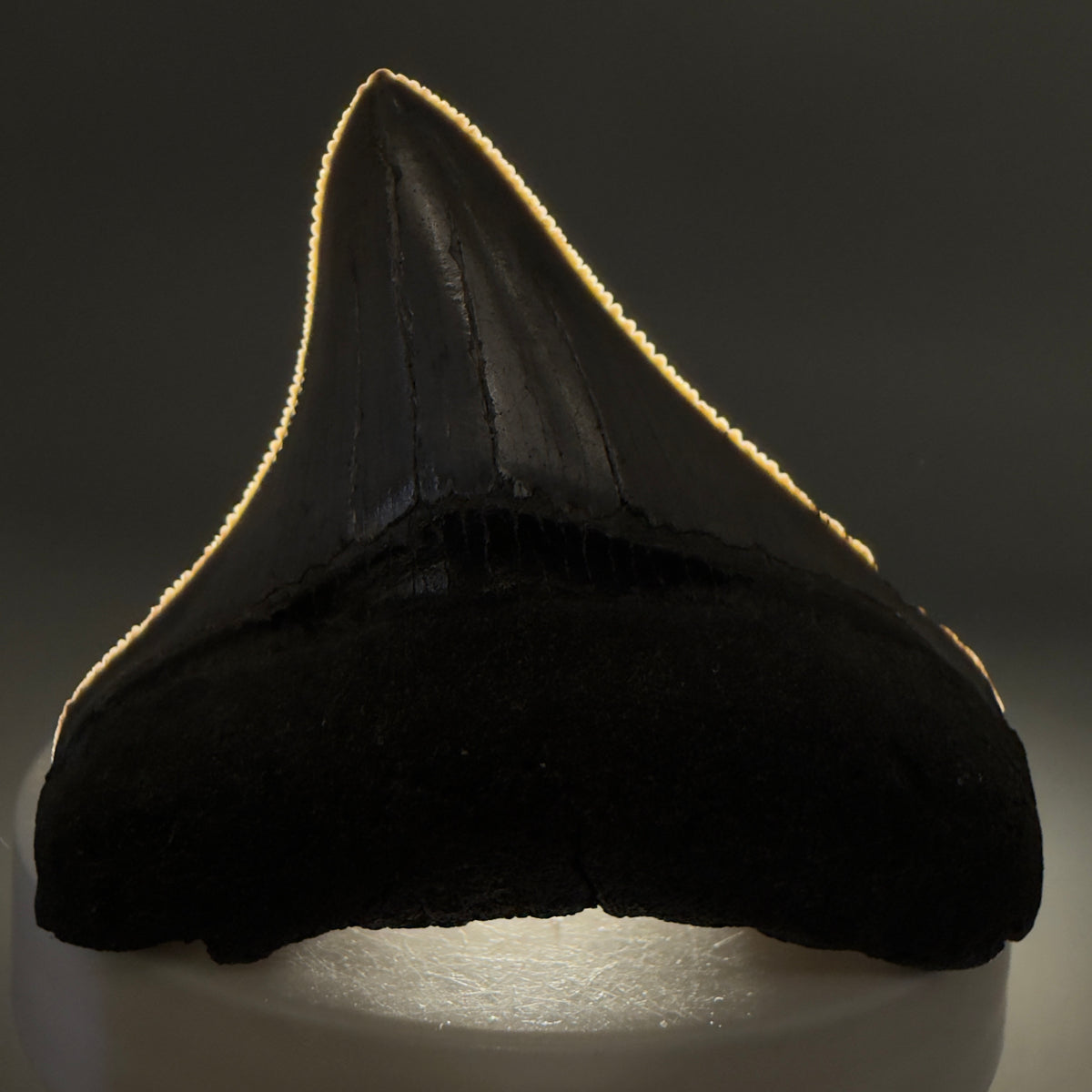 Front View Lateral, sharply serrated 2.22" Fossil Megalodon Tooth – South Carolina River Find | Authentic megalodonteeth.com CM6688 - 2