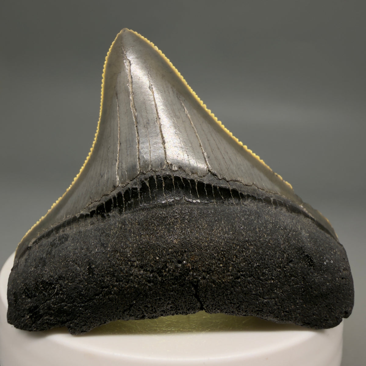 Front View Lateral, sharply serrated 2.22" Fossil Megalodon Tooth – South Carolina River Find | Authentic megalodonteeth.com CM6688 - 3